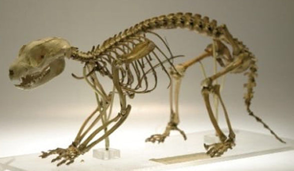 Spilocuscus skeleton